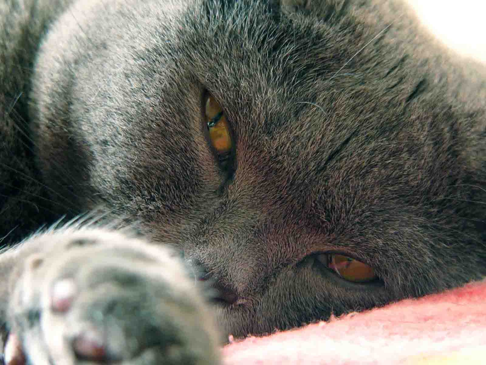 Ну дайте поспать! Кот