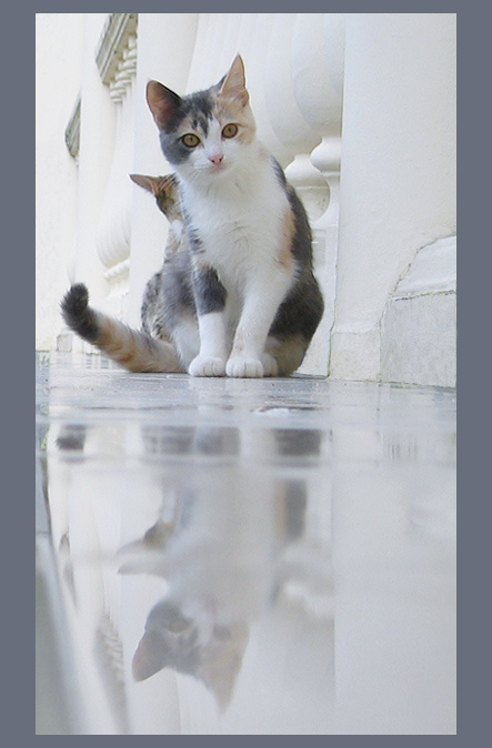 Cats (репост на конкурс) кошки животные отражение город дождь