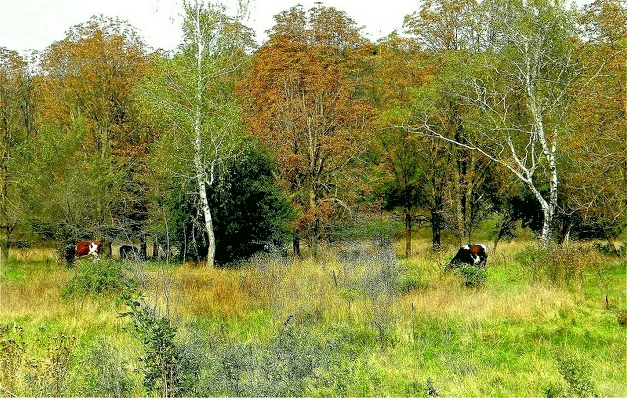 ОСЕНЬ 