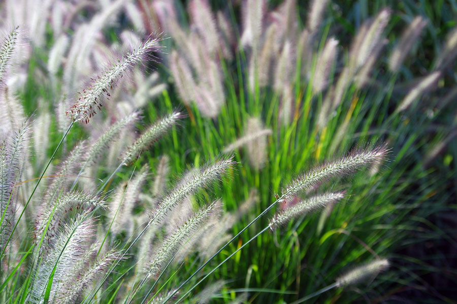 vo dvore drova, u bratvy trava ... trava, grass, green, nature