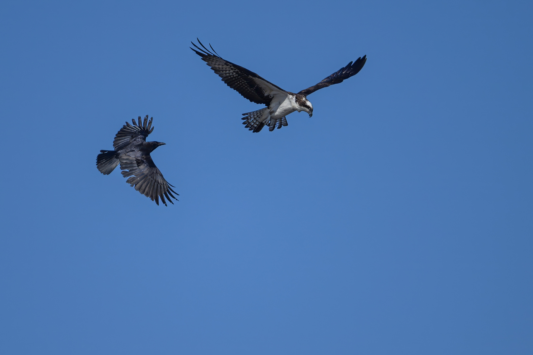 Osprey vs. American crow 