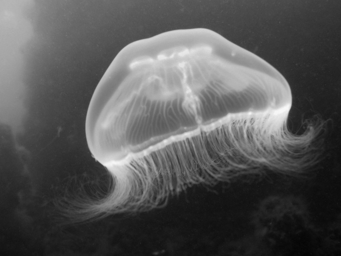 Ð’ Ð§ÐµÑ€Ð½Ð¾Ð¼ Ð¼Ð¾Ñ€Ðµ... Ð¼ÐµÐ´ÑƒÐ·Ð° Ð´Ð°Ð¹Ð²Ð¸Ð½Ð³ Ð§ÐµÑ€Ð½Ð¾Ðµ Ð¼Ð¾Ñ€Ðµ