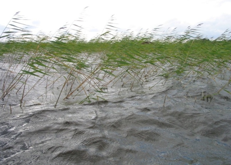 История про ветер и тростники ветер озеро тростники