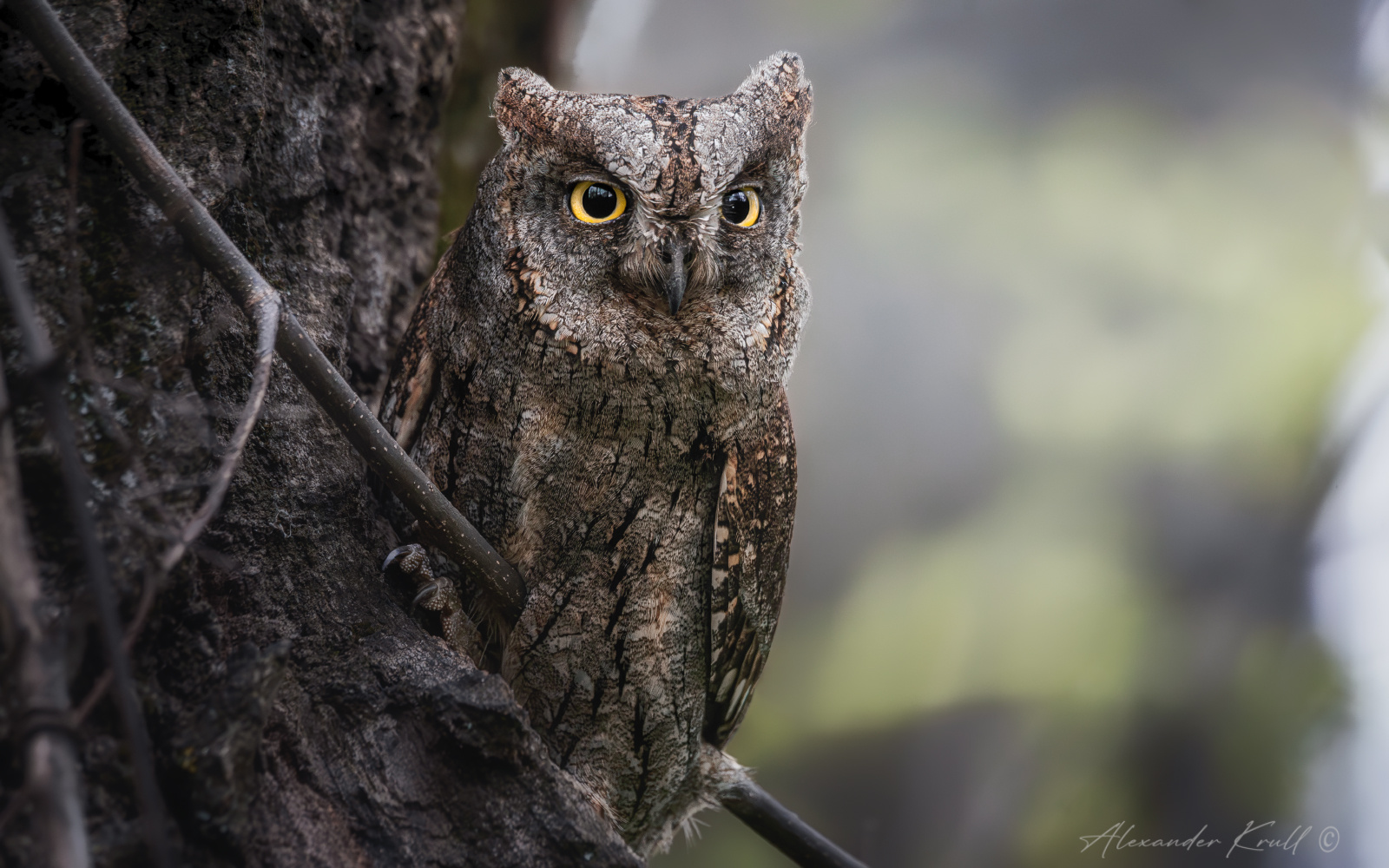 Деревяшка с глазами сплюшка сова otus scops