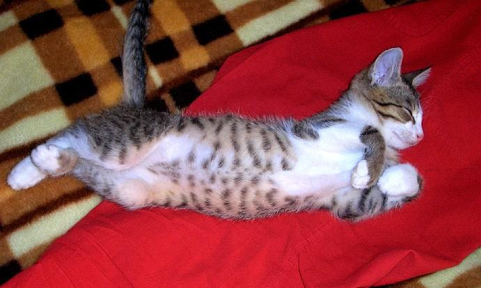 Кошкин сон котенок