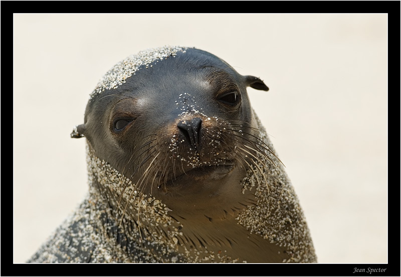 Морской Лев морской лев песок кипа галапагос galapagos эквадор ecuador