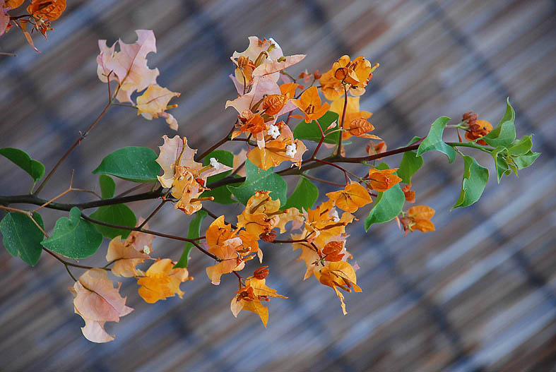 Blossomed tree 2 