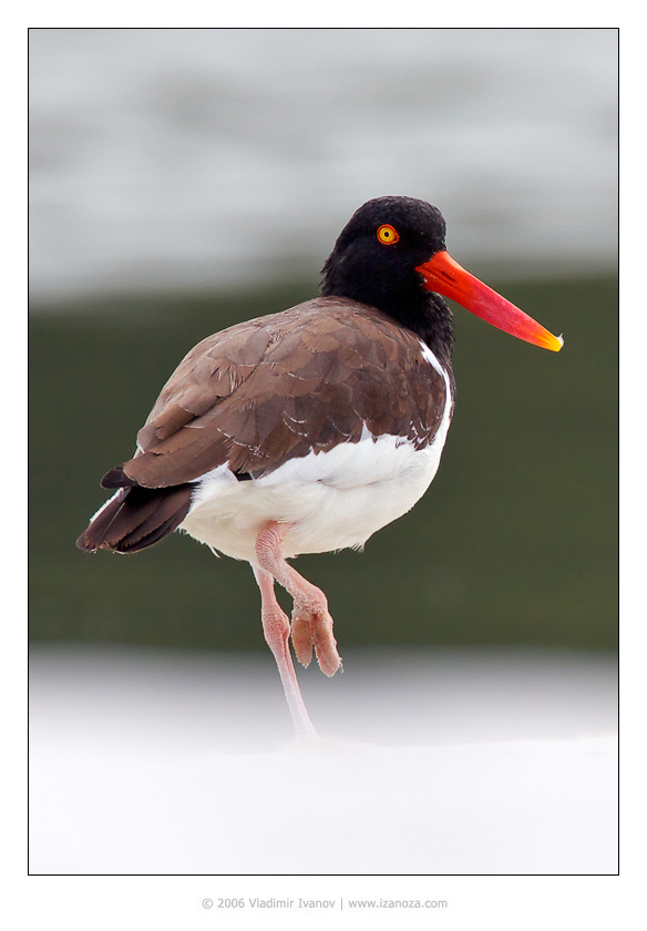 Устрицелов американский кулик-сорока american oystercatcher Florida Fort DeSoto US