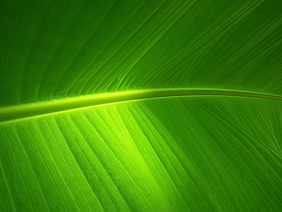 Фактура жизни зеленый лист green