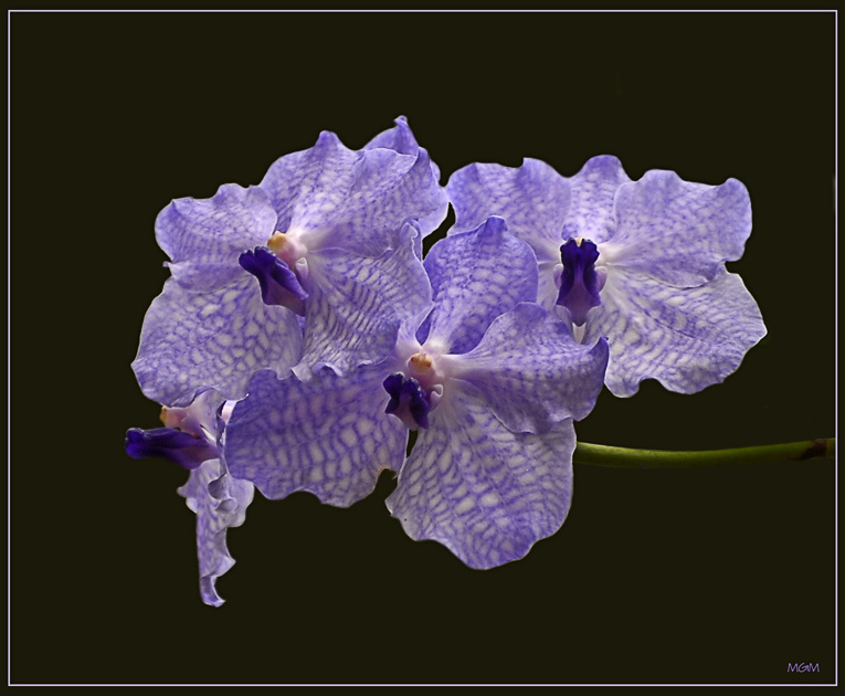 Orchid 