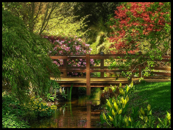 Blooming Spring spring bridge весна цветы азалии мост