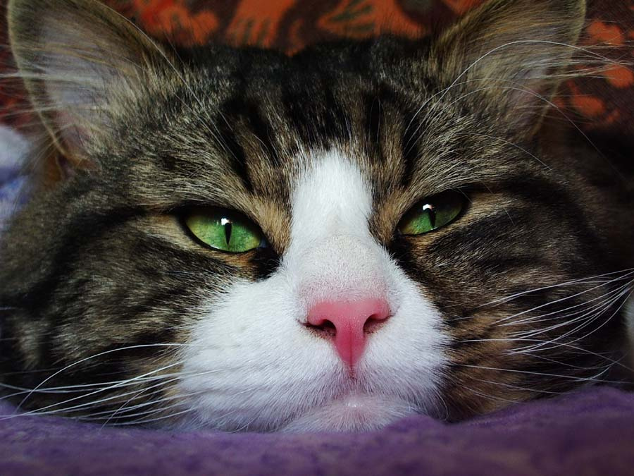Котеище 