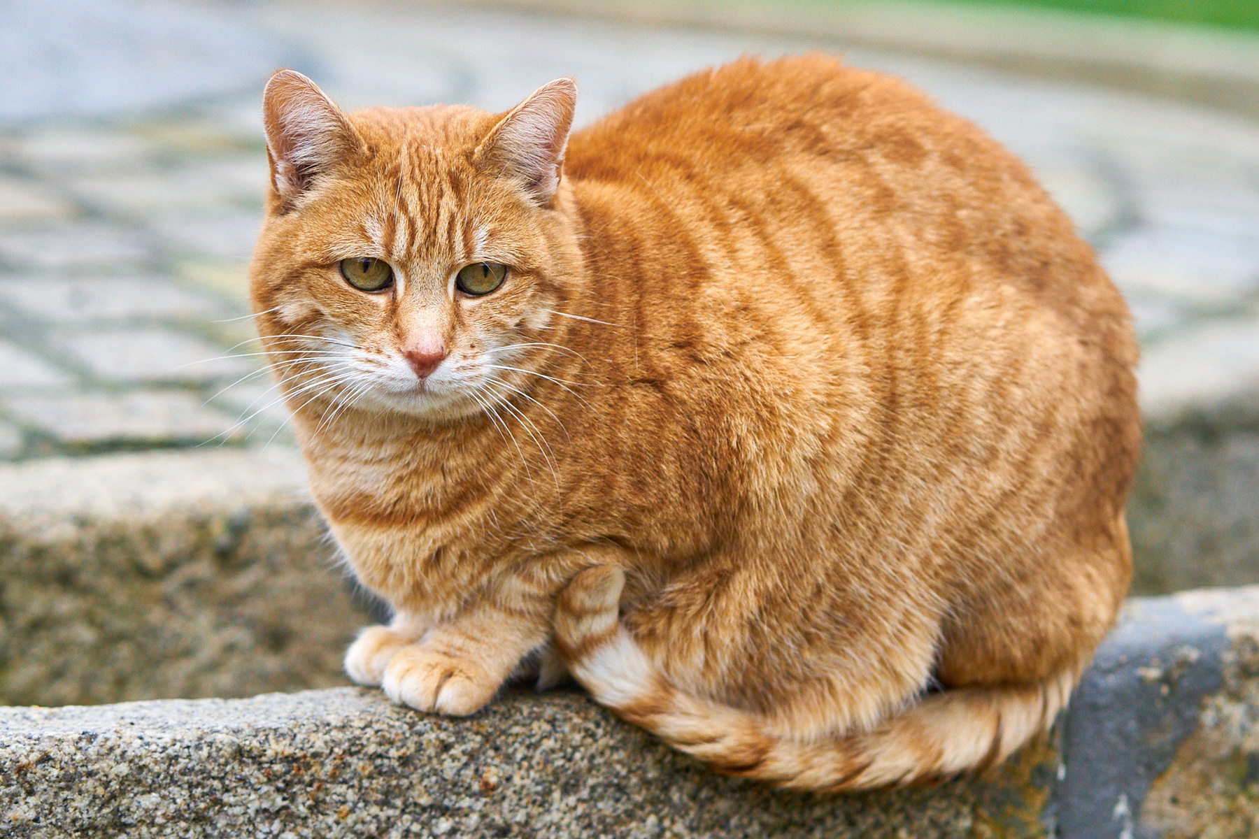 Грустный котик кот