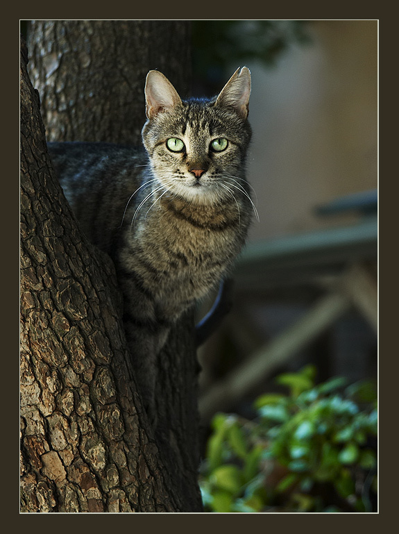 **** кошка