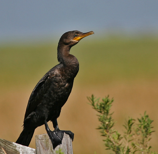 Почти петух птица, баклан ушастый, double-crested cormorant, Texas