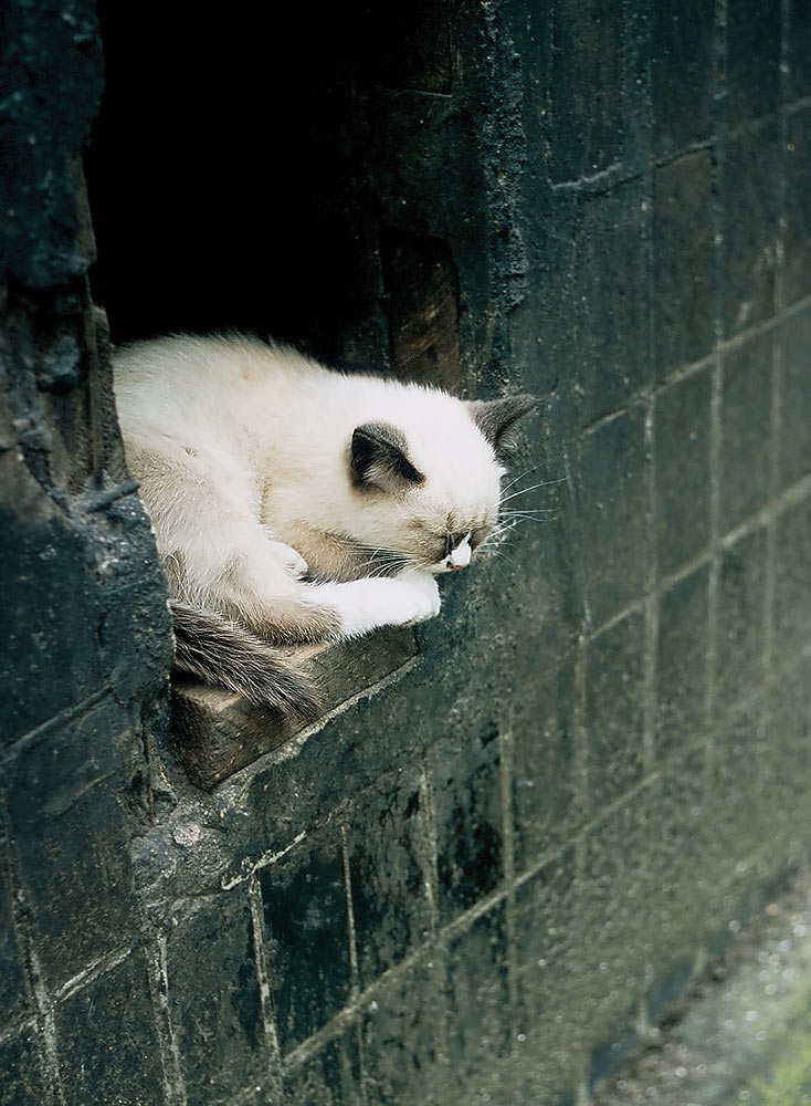 Кошка в окрошке Кошка