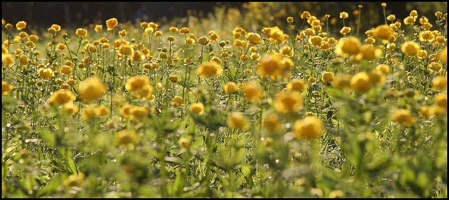 Лето лето summer