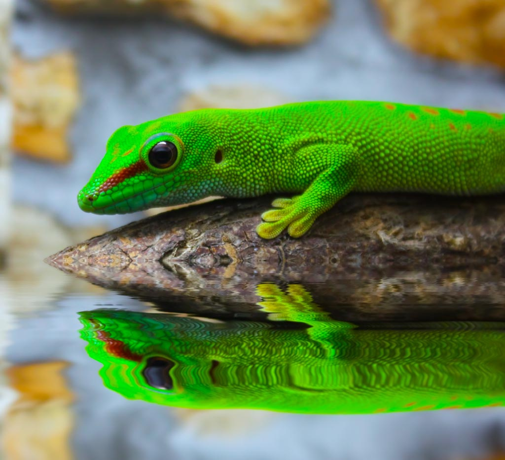 Фельзума (Phelsuma) - дневной мадагаскарский геккон ящерица зеленая с лапами отражение вода фельзума
