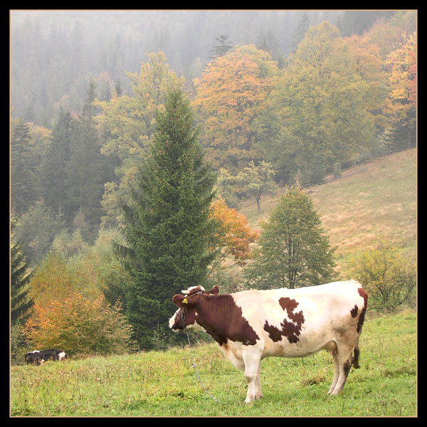 cow in the fog 