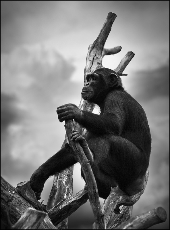 Primate St. Luis