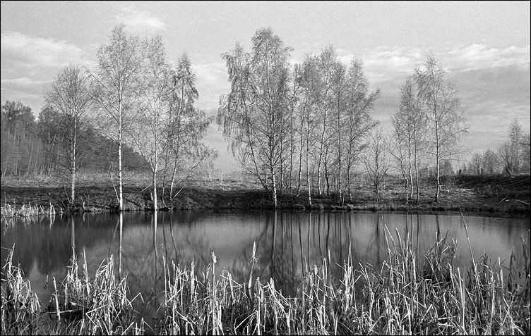 **** березы  река