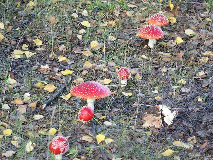 Парад мухоморы парад