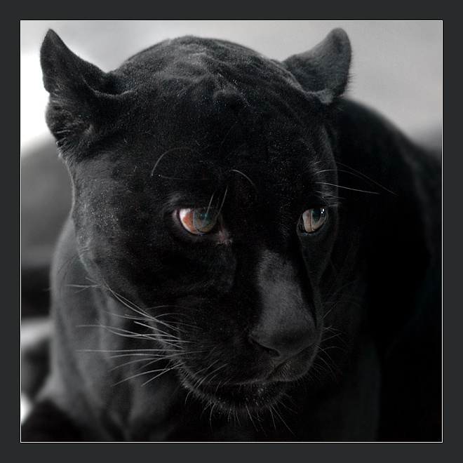 Ходют тут... ягуар Panthera onca