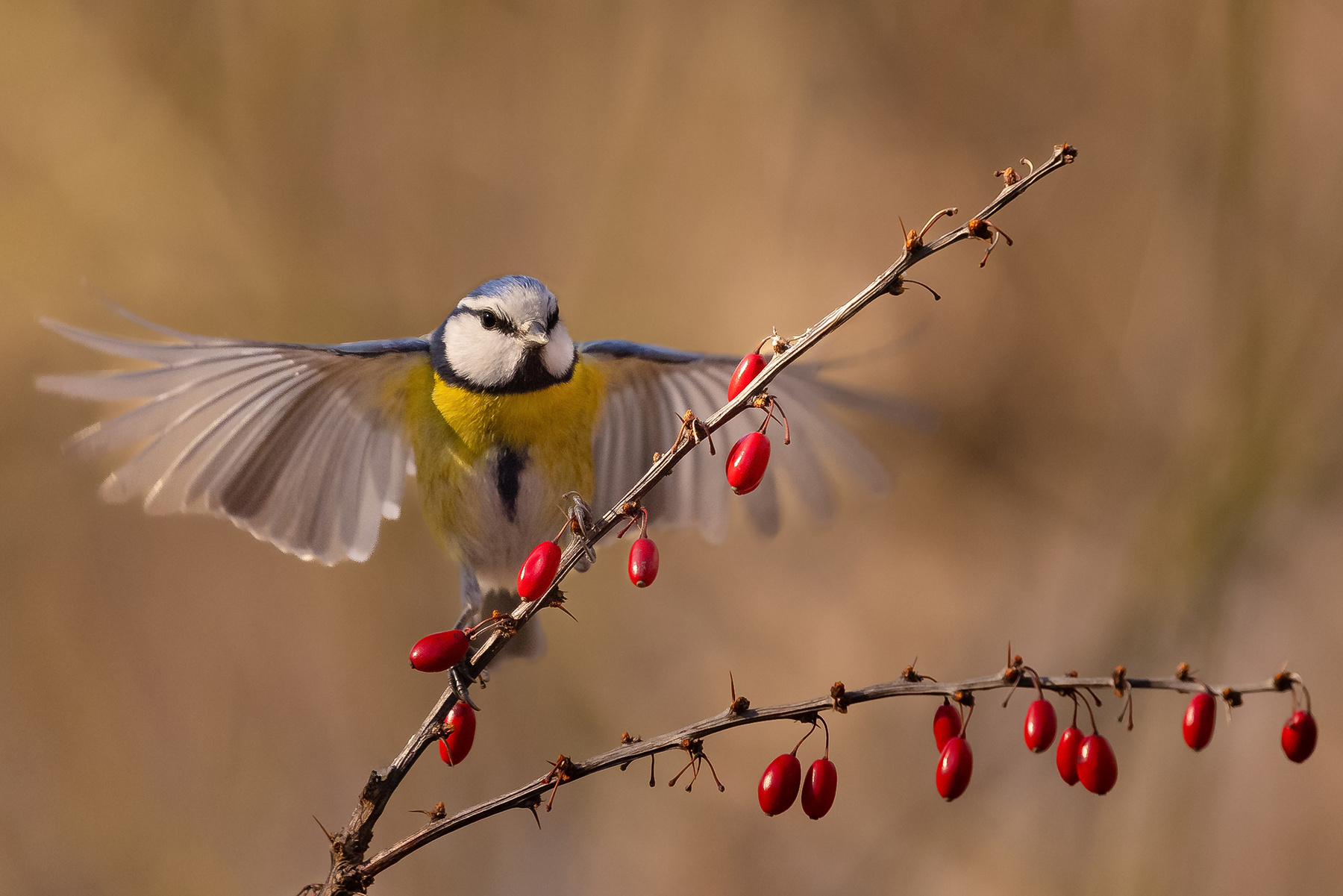 Titmouse 