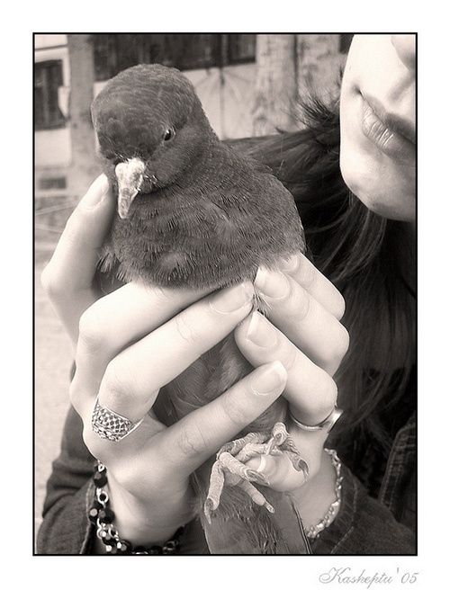 ...to trust... голубь мир птица в руках девушки dove доверие