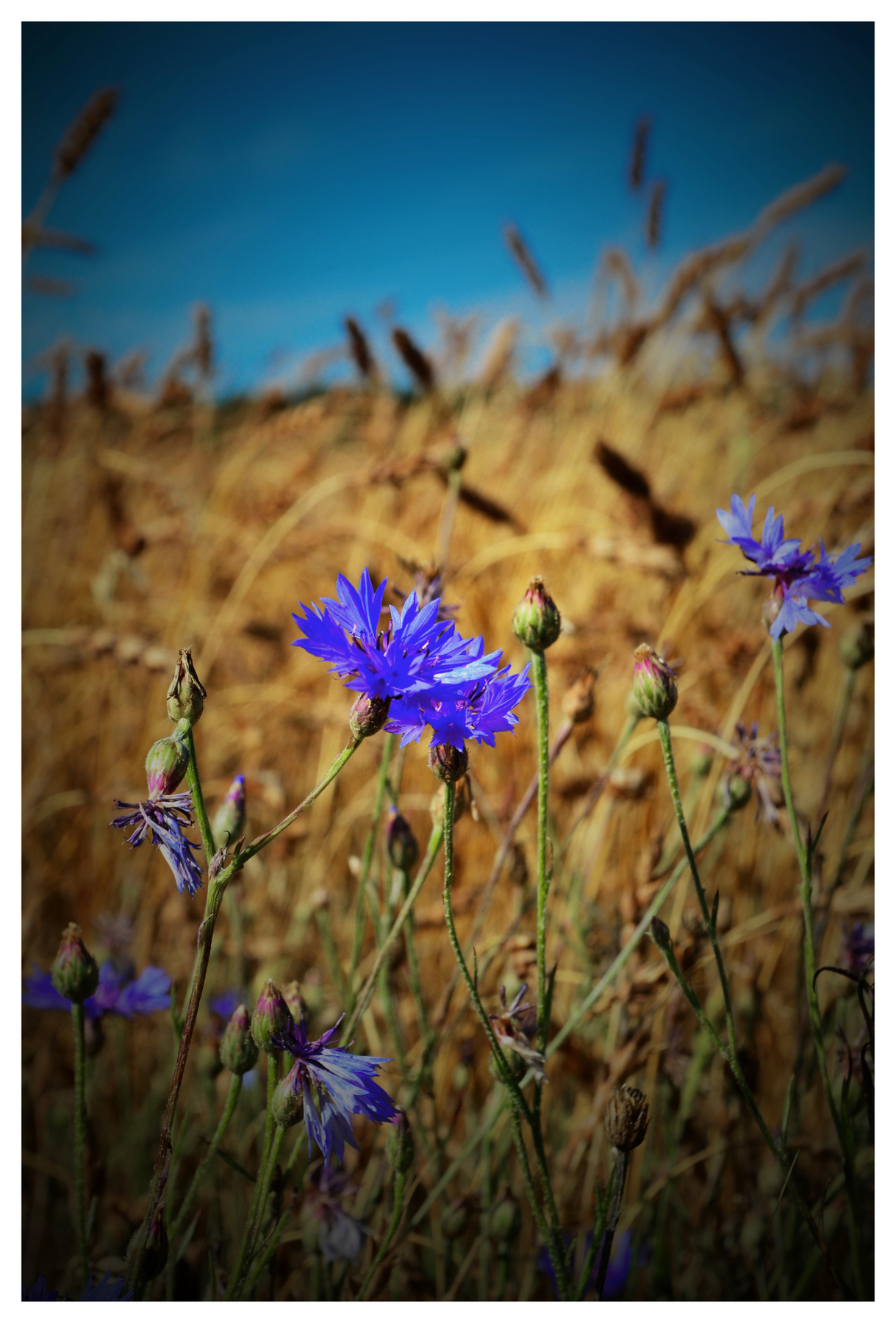 васильки васильки  рожь осень поле