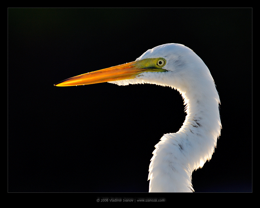 Джедай большая белая цапля great egret Florida US