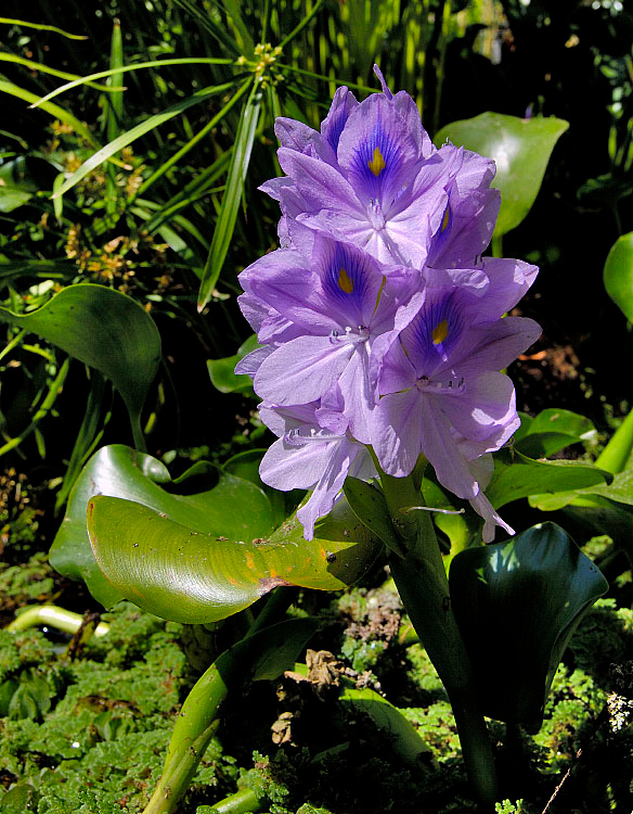 Водяная чума Водяной гиацинт, Eichhornia crassipes, Water Hyacinth