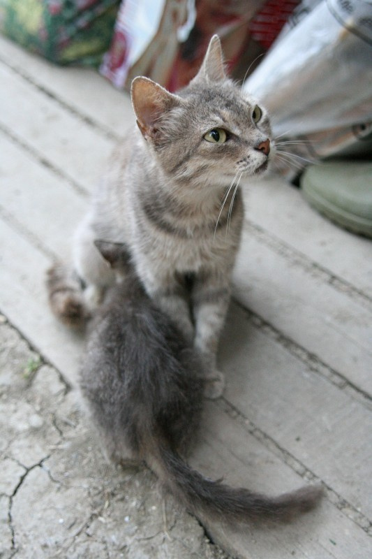 Мамаша Кошка котенок мама