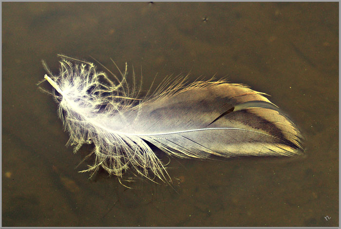 feather перо осень