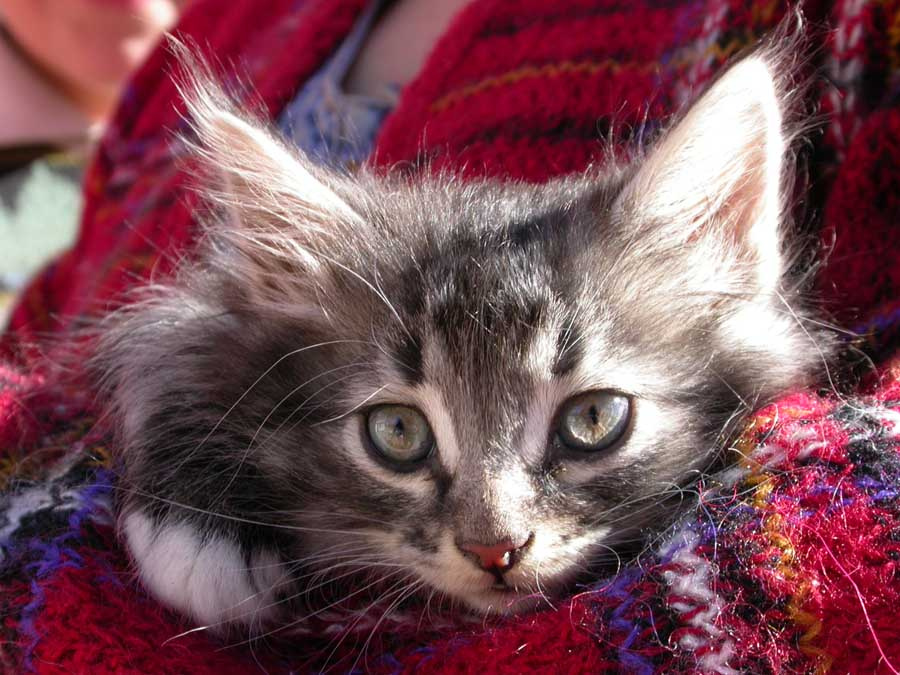 The lone cat cat