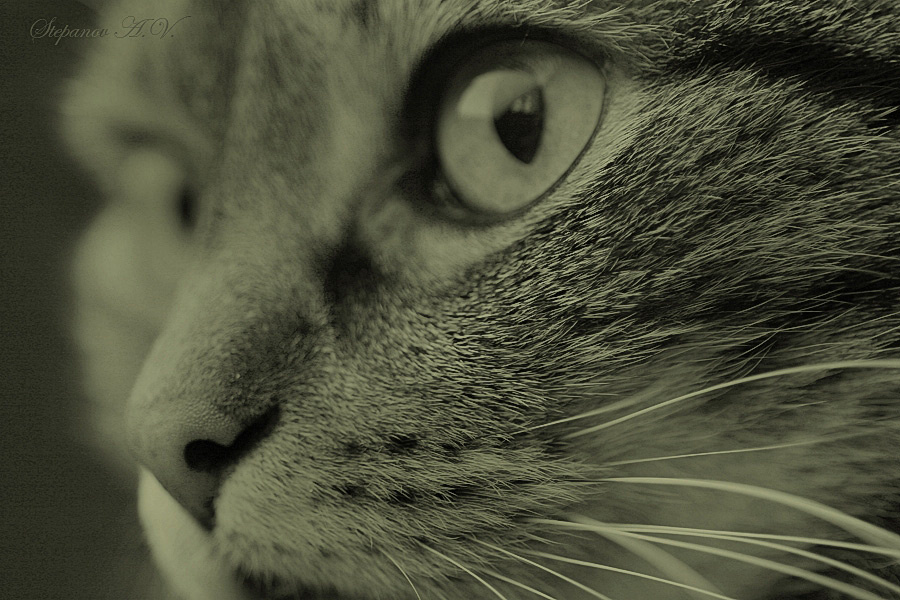 Портрет кота Портрет кота
