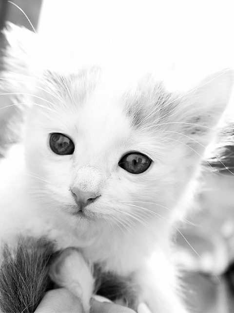 Black & White 