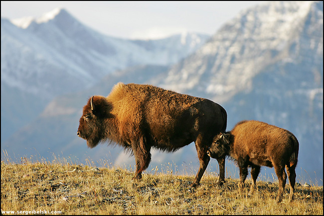 buffalo buffalo mountains