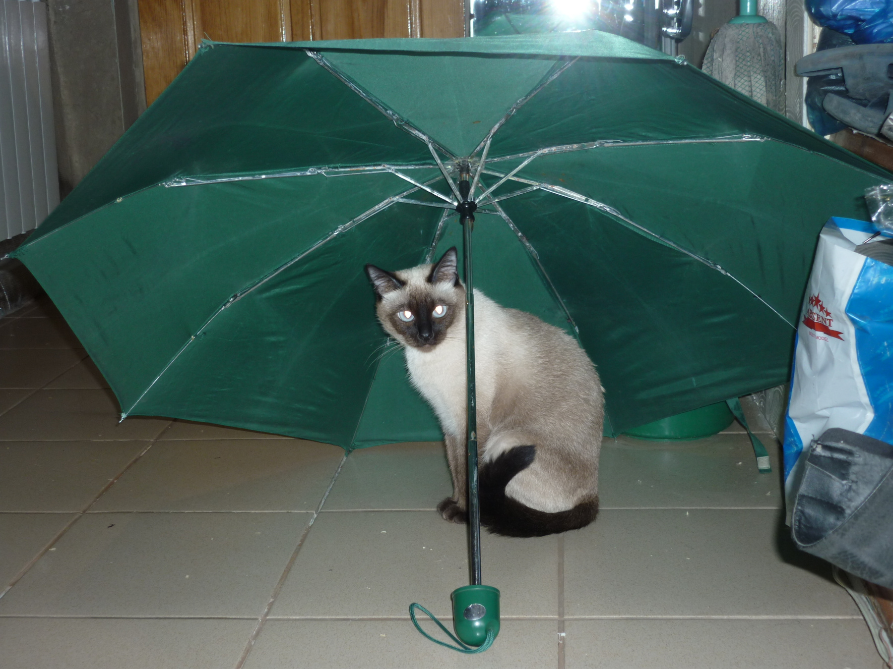 Под зонтом кошка, зонт, дождь.