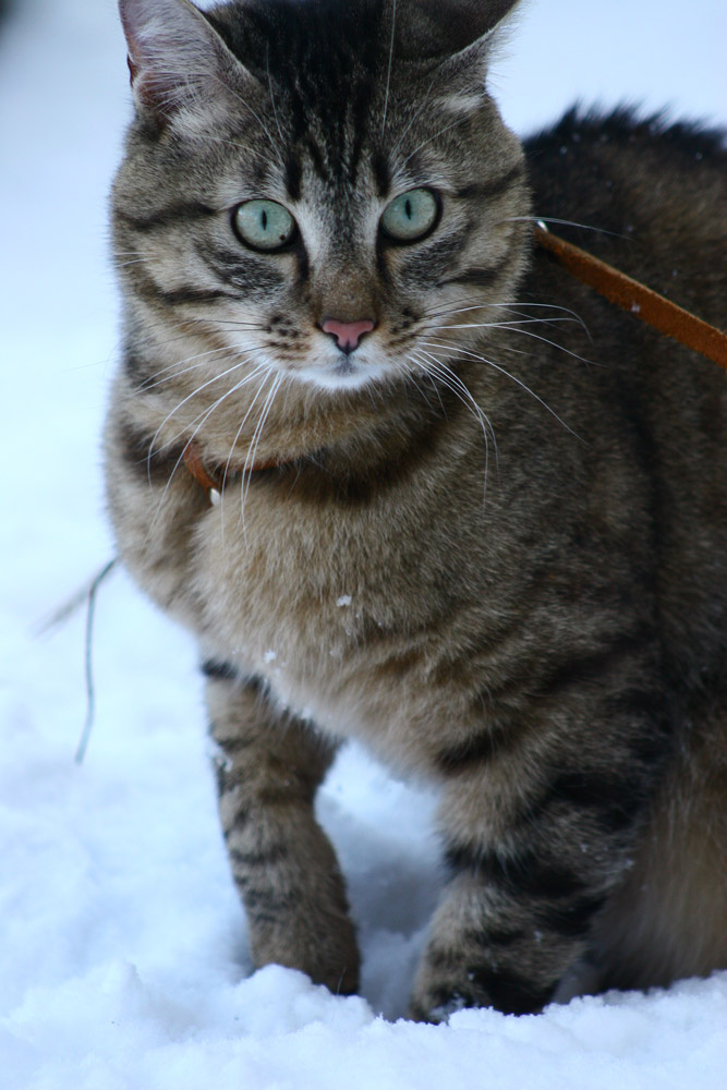001654 кот