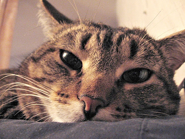 * кошка