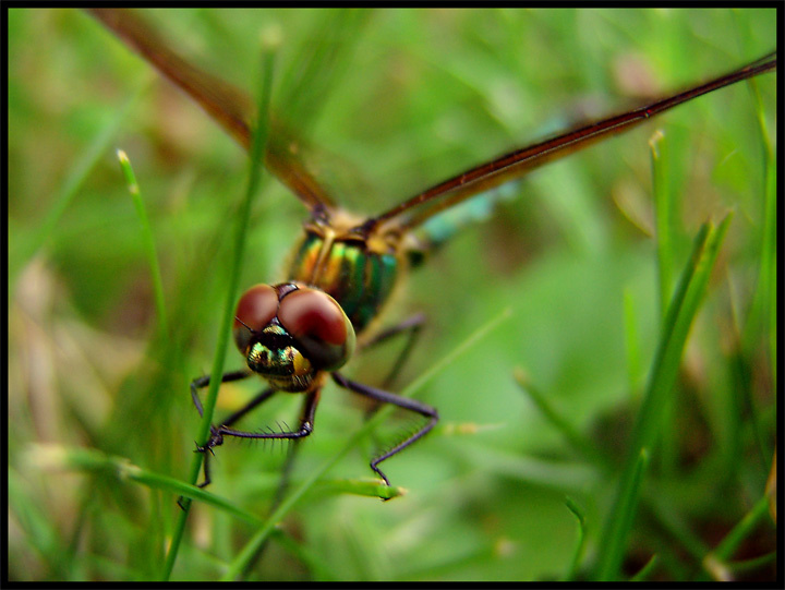 Почти дракон! dragonfly стрекоза дракон