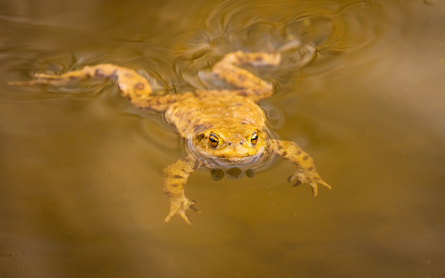 Frog 