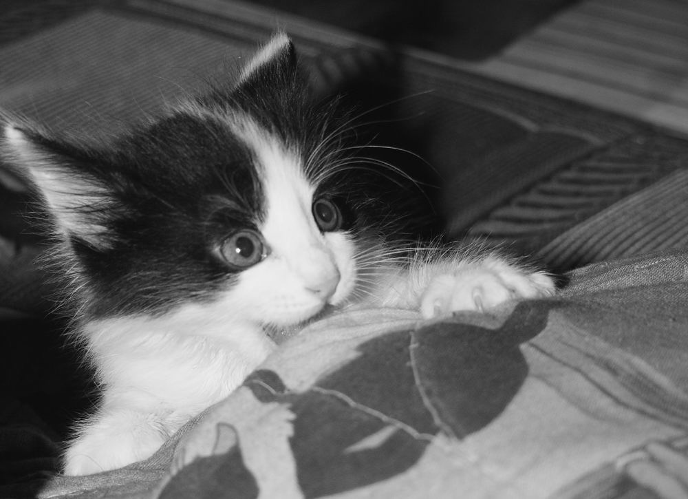 МалышьЪ Котяра
