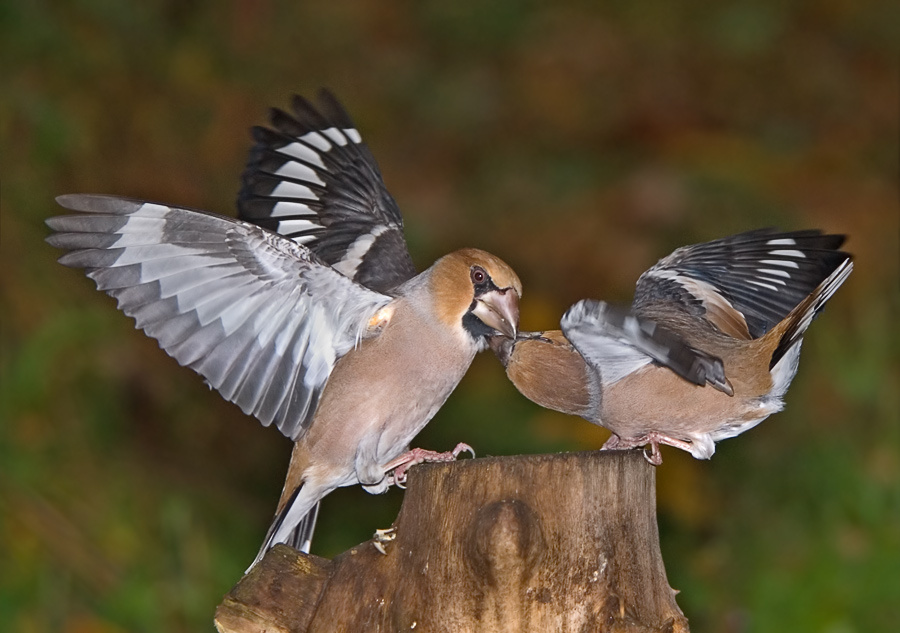 Дубоносы дубоносятся дубонос, Hawfinch, Coccothraustes, драка