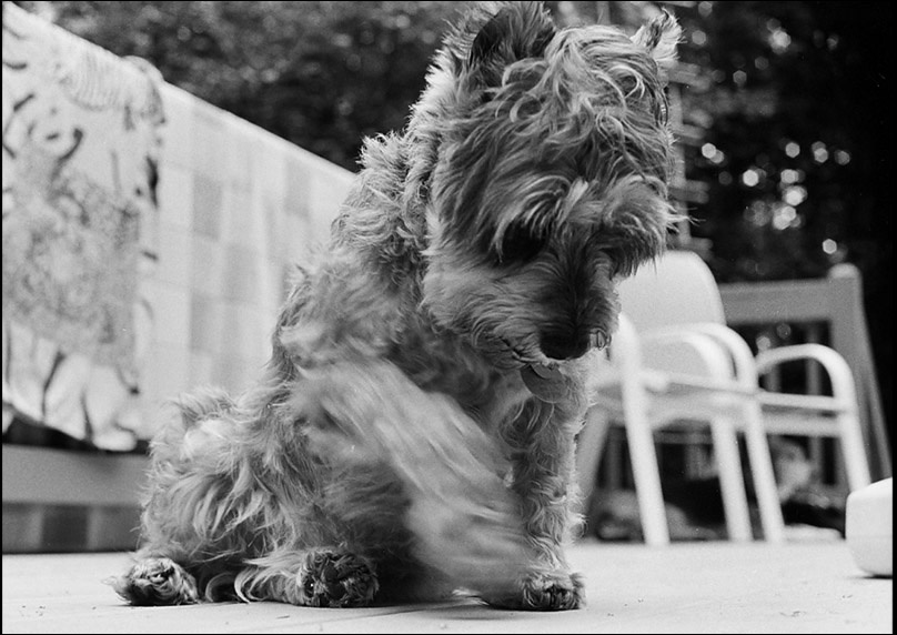 schnauzer schnauzer