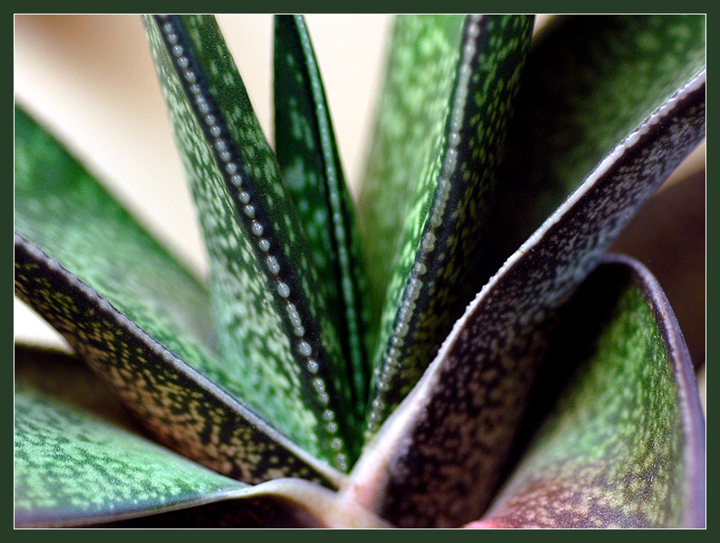 Мелким бисером... гастерия Gasteria bicolor