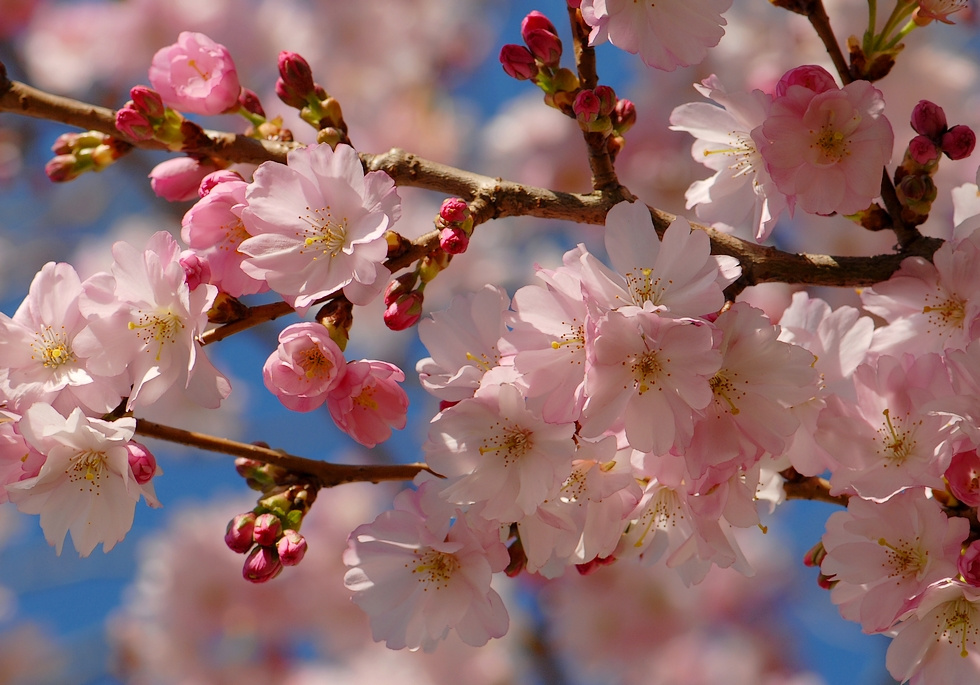Кружева весны розовые деревья prunus март цветы кружева