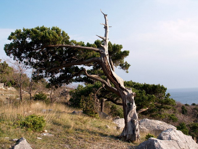 Где-то на краю горы море Крым