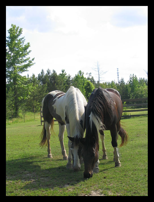 На лугу пасутся ко.... horses, кони